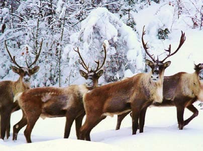 The caribou (reindeer) is popular game for hunters and a symbol of Canada’s North