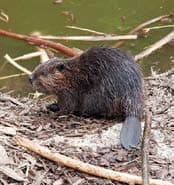 The industrious beaver